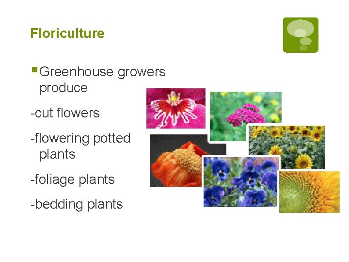 Floriculture § Greenhouse growers produce -cut flowers -flowering potted plants -foliage plants -bedding plants Floriculture § Greenhouse growers produce -cut flowers -flowering potted plants -foliage plants -bedding plants