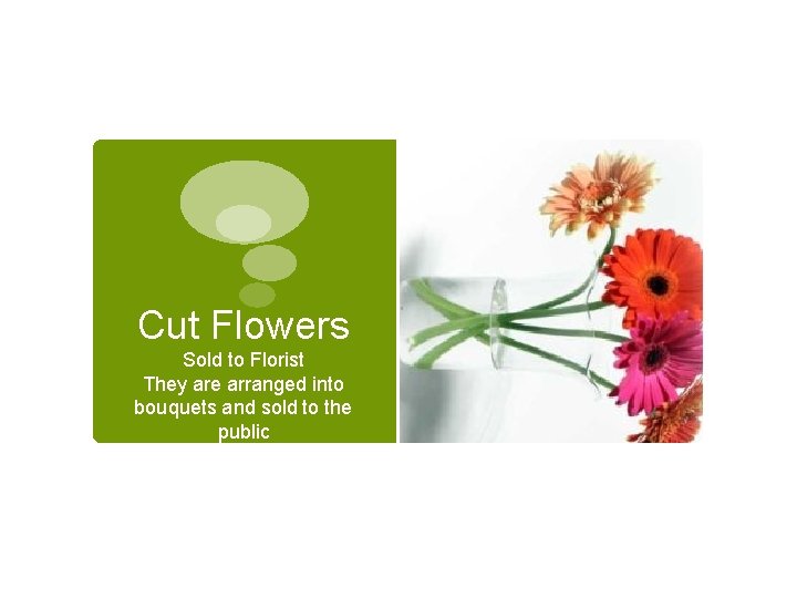 Cut Flowers Sold to Florist They are arranged into bouquets and sold to the Cut Flowers Sold to Florist They are arranged into bouquets and sold to the