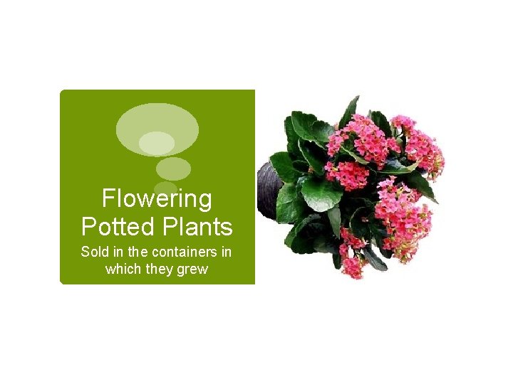 Flowering Potted Plants Sold in the containers in which they grew Flowering Potted Plants Sold in the containers in which they grew