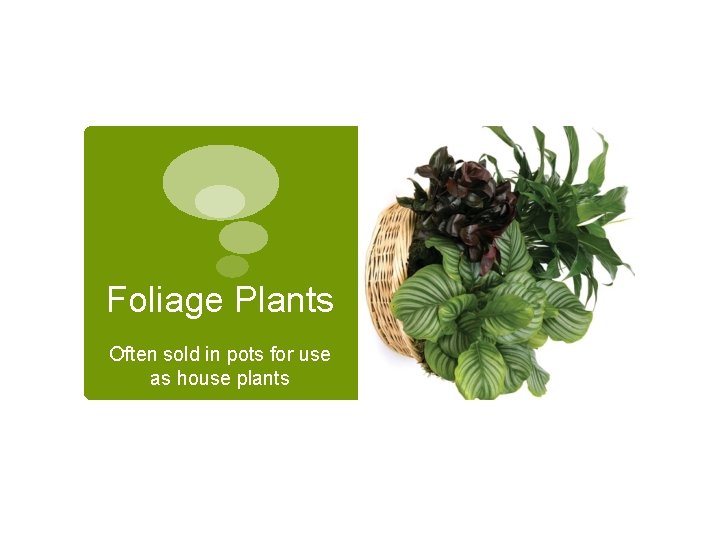 Foliage Plants Often sold in pots for use as house plants Foliage Plants Often sold in pots for use as house plants