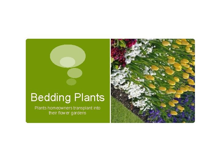 Bedding Plants homeowners transplant into their flower gardens Bedding Plants homeowners transplant into their flower gardens