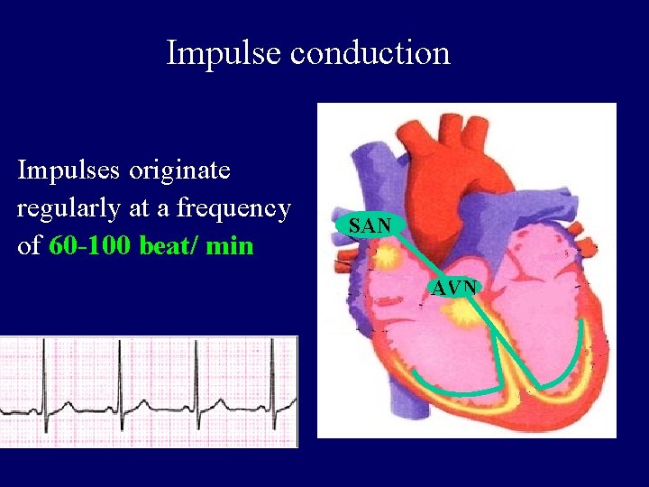 Impulse conduction Impulses originate regularly at a frequency of 60 -100 beat/ min SAN