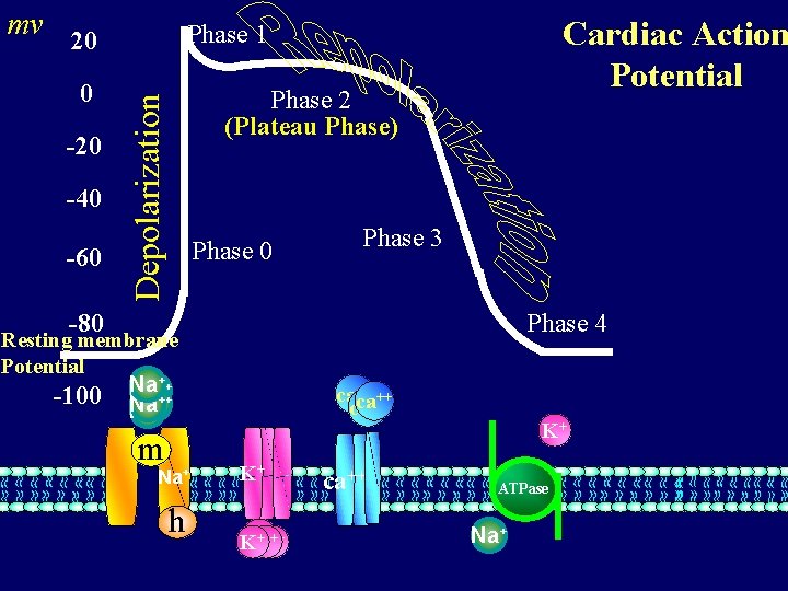 0 -20 -40 -60 Cardiac Action Potential Phase 1 20 Phase 2 (Plateau Phase)
