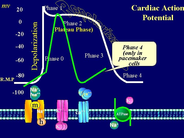 mv -20 -40 -60 R. M. P Phase 2 (Plateau Phase) Depolarization 0 Cardiac