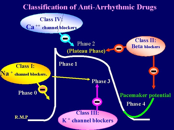 Classification of Anti-Arrhythmic Drugs Class IV: Ca ++ channel blockers - Phase 2 (Plateau