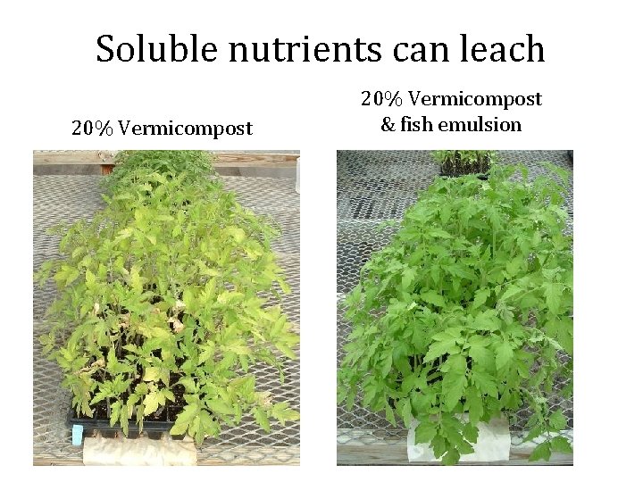Soluble nutrients can leach 20% Vermicompost & fish emulsion 