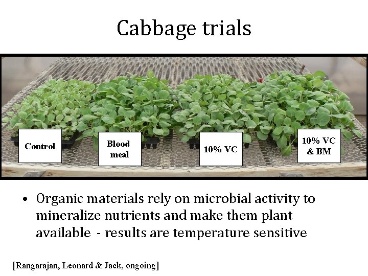 Cabbage trials Control Blood meal 10% VC & BM • Organic materials rely on