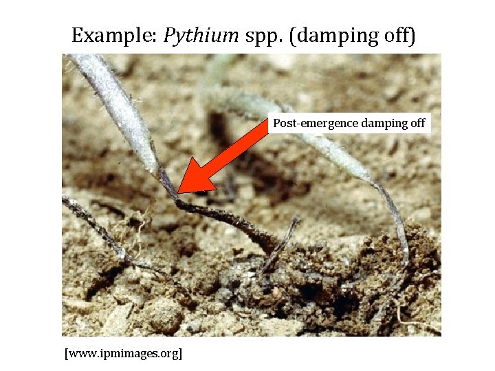Example: Pythium spp. (damping off) Post-emergence damping off [www. ipmimages. org] 