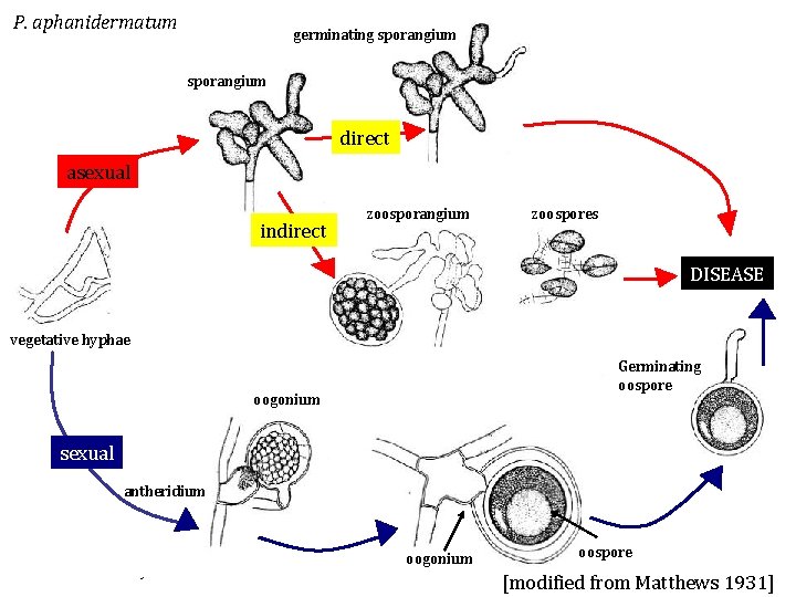 P. aphanidermatum germinating sporangium direct asexual indirect zoosporangium zoospores DISEASE vegetative hyphae Germinating oospore