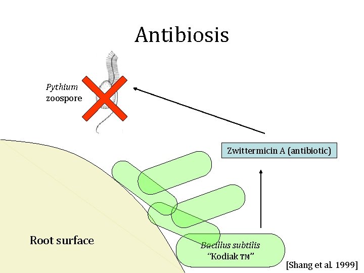 Antibiosis Pythium zoospore Zwittermicin A (antibiotic) Root surface Bacillus subtilis “Kodiak TM” [Shang et