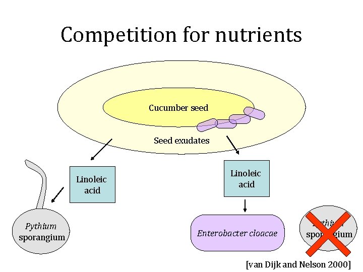 Competition for nutrients Cucumber seed Seed exudates Linoleic acid Pythium sporangium Linoleic acid Enterobacter