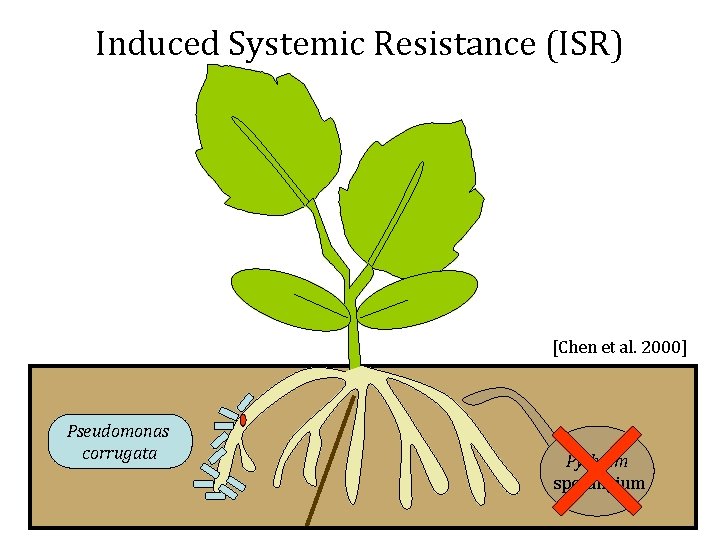 Induced Systemic Resistance (ISR) [Chen et al. 2000] Pseudomonas corrugata Pythium sporangium 