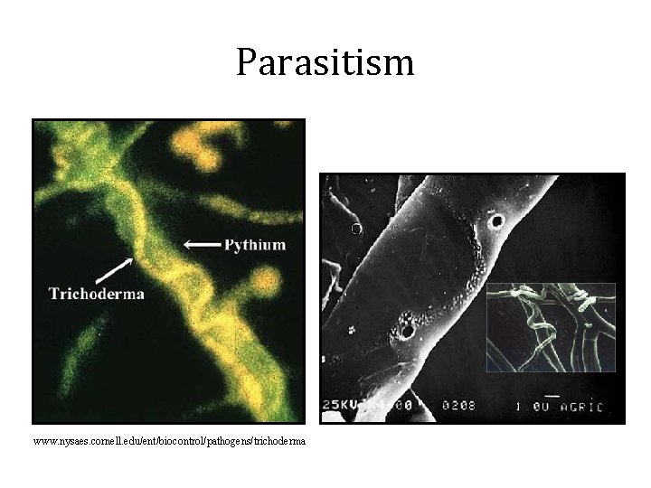 Parasitism www. nysaes. cornell. edu/ent/biocontrol/pathogens/trichoderma 
