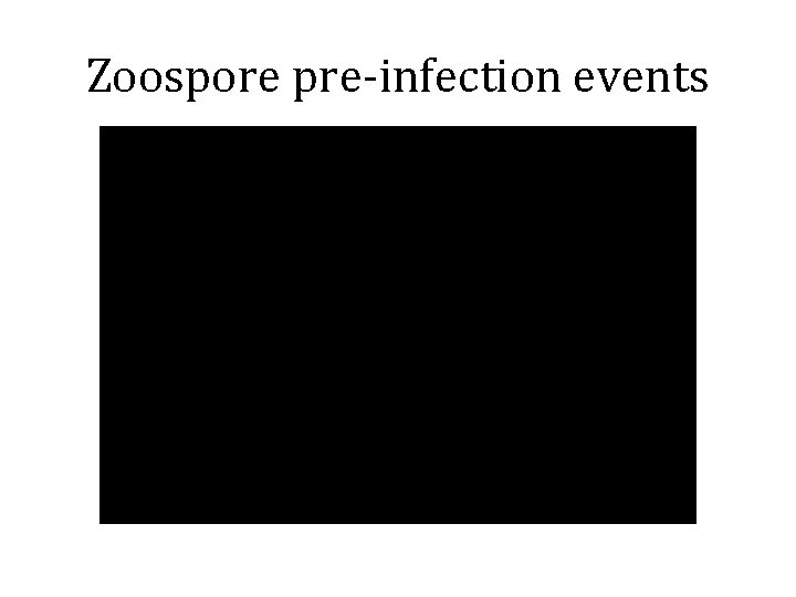 Zoospore pre-infection events 