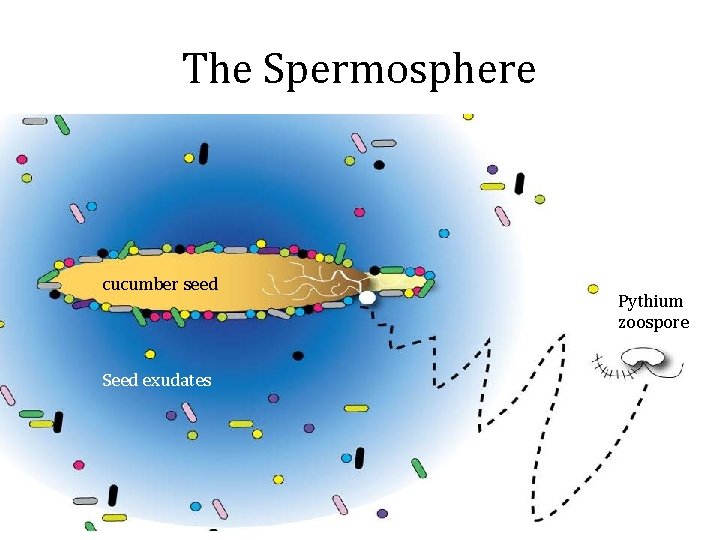 The Spermosphere cucumber seed Seed exudates A. Jack Cornell University 2008 Pythium zoospore 