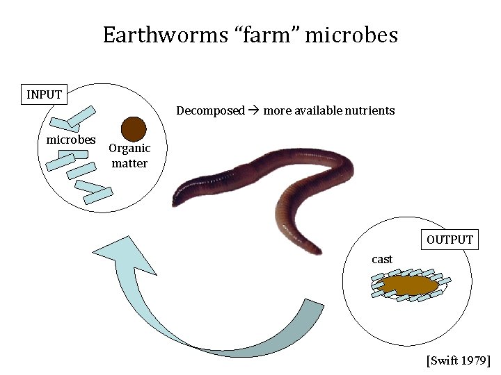 Earthworms “farm” microbes INPUT Decomposed more available nutrients microbes Organic matter OUTPUT cast [Swift