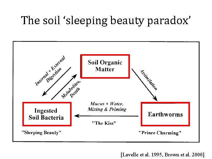 The soil ‘sleeping beauty paradox’ [Lavelle et al. 1995, Brown et al. 2000] 