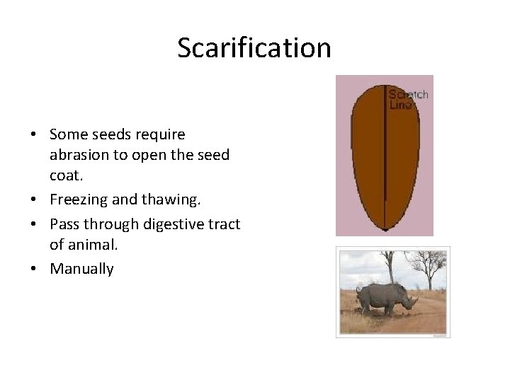 Scarification • Some seeds require abrasion to open the seed coat. • Freezing and
