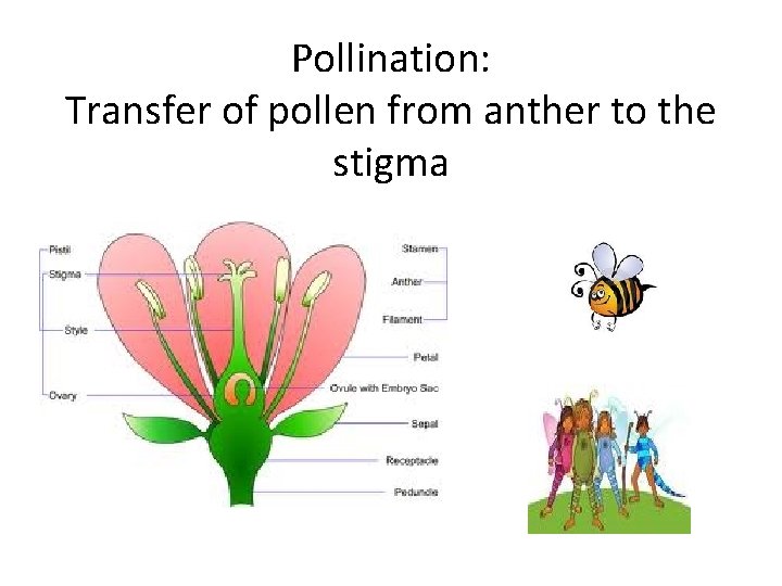 Pollination: Transfer of pollen from anther to the stigma 