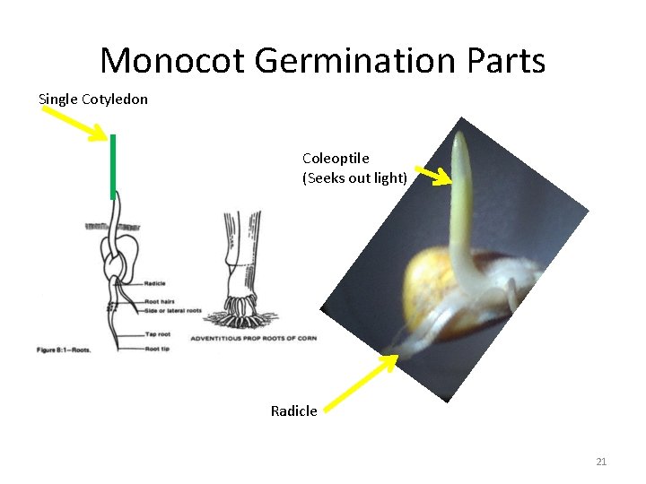 Monocot Germination Parts Single Cotyledon Coleoptile (Seeks out light) Radicle 21 