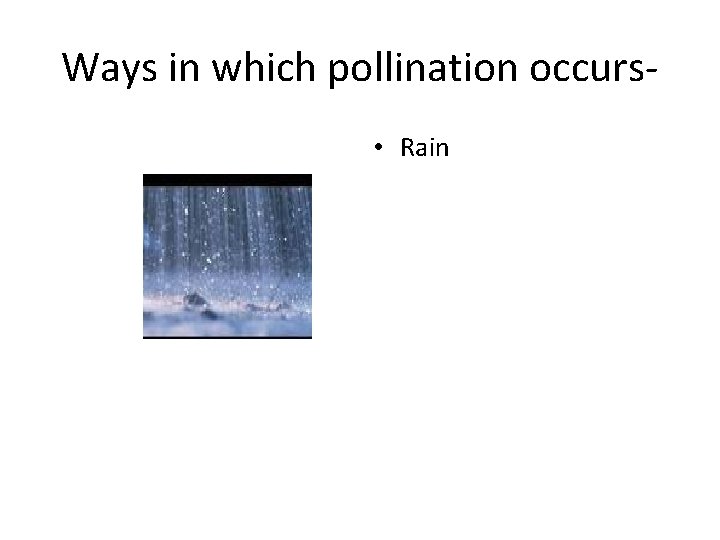 Ways in which pollination occurs • Rain 