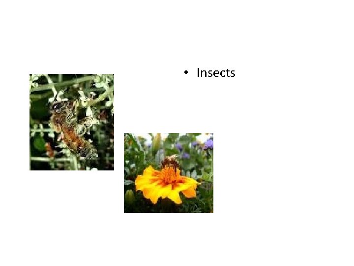  • Insects 