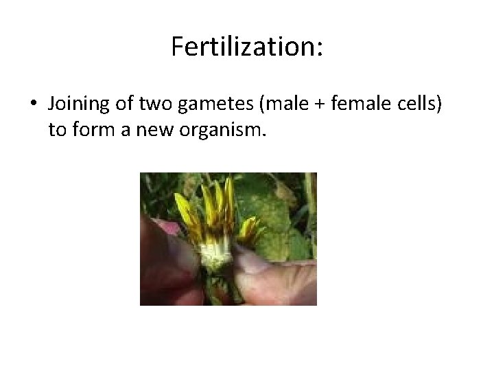 Fertilization: • Joining of two gametes (male + female cells) to form a new