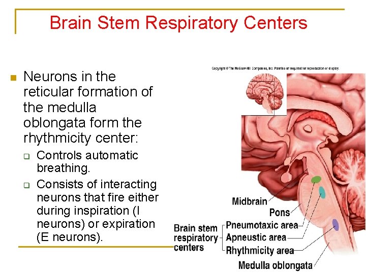 Brain Stem Respiratory Centers n Neurons in the reticular formation of the medulla oblongata