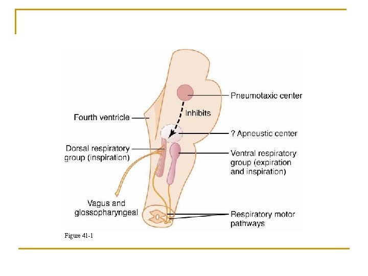 Respiratory Center Figure 41 -1 