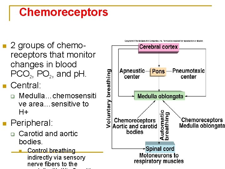 Chemoreceptors n n 2 groups of chemoreceptors that monitor changes in blood PCO 2,