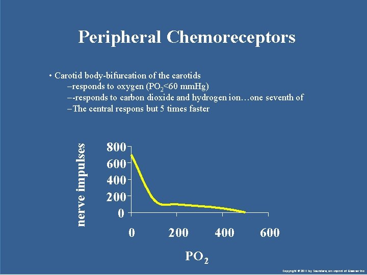 Peripheral Chemoreceptors nerve impulses • Carotid body-bifurcation of the carotids –responds to oxygen (PO