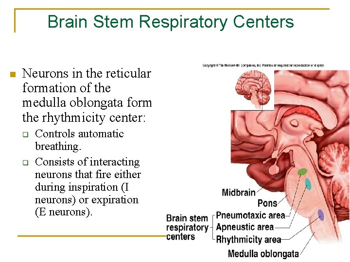 Brain Stem Respiratory Centers n Neurons in the reticular formation of the medulla oblongata