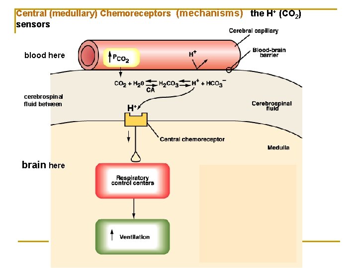 Central (medullary) Chemoreceptors (mechanisms) the H+ (CO 2) sensors blood here cerebrospinal fluid between