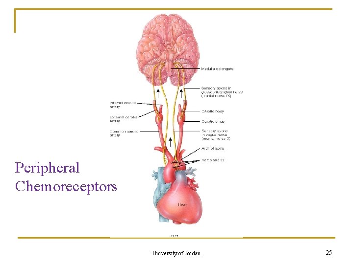 Peripheral Chemoreceptors University of Jordan 25 