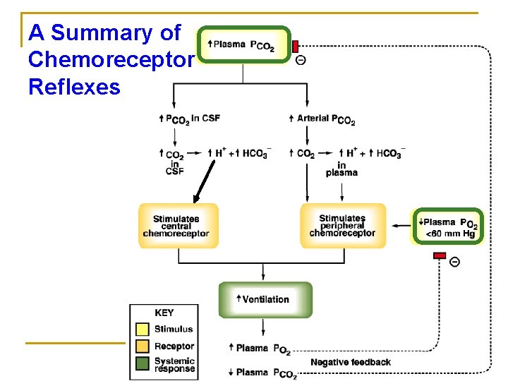 A Summary of Chemoreceptor Reflexes 