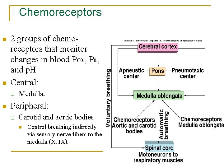 Chemoreceptors n 2 groups of chemoreceptors that monitor changes in blood PC 0 ,