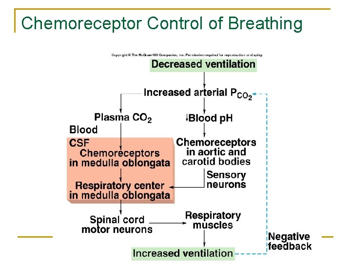 Chemoreceptor Control of Breathing Insert fig. 16. 29 