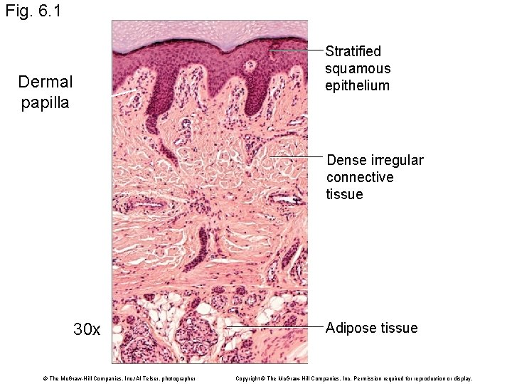 Fig. 6. 1 Stratified squamous epithelium Dermal papilla Dense irregular connective tissue 30 x