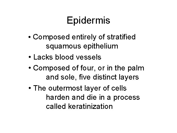 Epidermis • Composed entirely of stratified squamous epithelium • Lacks blood vessels • Composed
