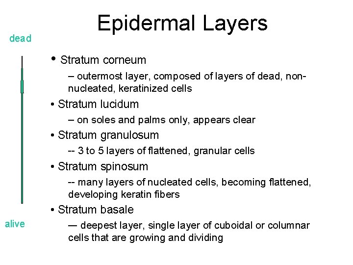 dead Epidermal Layers • Stratum corneum – outermost layer, composed of layers of dead,