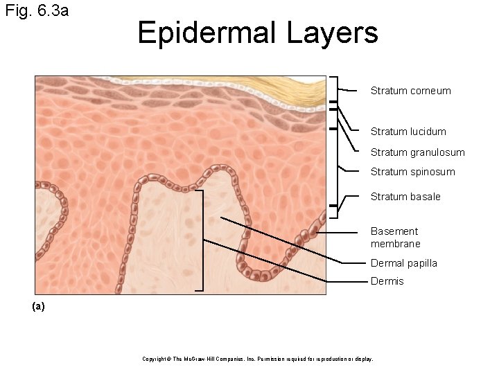 Fig. 6. 3 a Epidermal Layers Stratum corneum Stratum lucidum Stratum granulosum Stratum spinosum