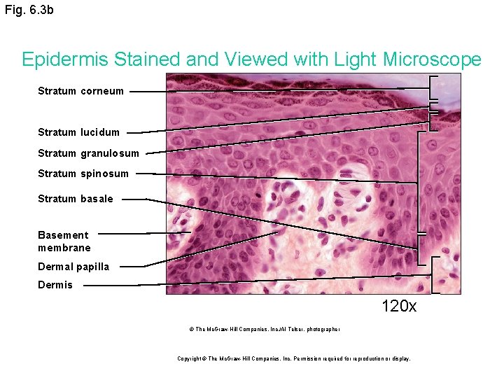 Fig. 6. 3 b Epidermis Stained and Viewed with Light Microscope Stratum corneum Stratum