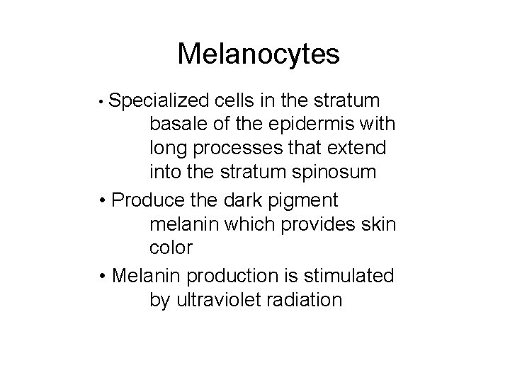 Melanocytes • Specialized cells in the stratum basale of the epidermis with long processes