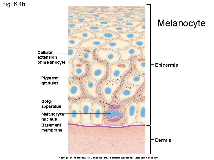 Fig. 6. 4 b Melanocyte Cellular extension of melanocyte Epidermis Pigment granules Golgi apparatus