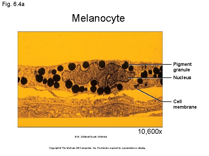 Fig. 6. 4 a Melanocyte Pigment granule Nucleus Cell membrane 10, 600 x ©