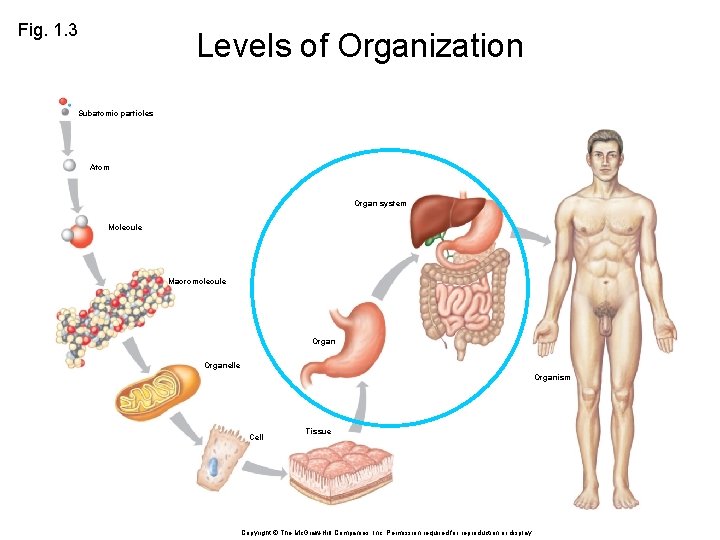 Fig. 1. 3 Levels of Organization Subatomic particles Atom Organ system Molecule Macromolecule Organelle