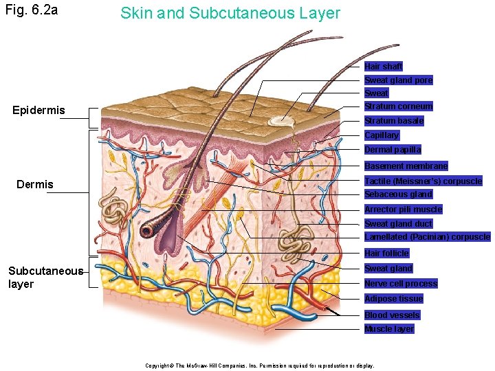 Fig. 6. 2 a Skin and Subcutaneous Layer Hair shaft Sweat gland pore Sweat