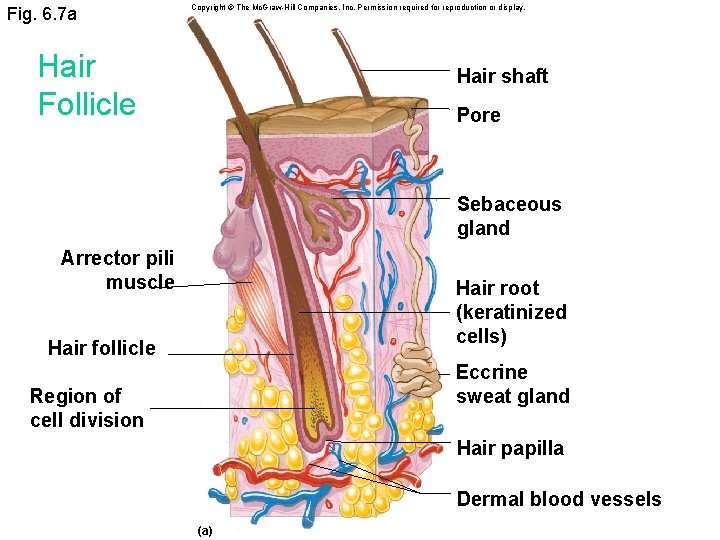 Fig. 6. 7 a Copyright © The Mc. Graw-Hill Companies, Inc. Permission required for