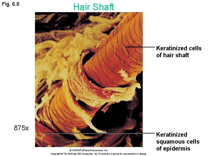 Fig. 6. 8 Hair Shaft Keratinized cells of hair shaft 875 x © CNRI/SPL/Photo