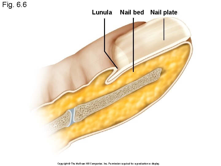 Fig. 6. 6 Lunula Nail bed Nail plate Copyright © The Mc. Graw-Hill Companies,